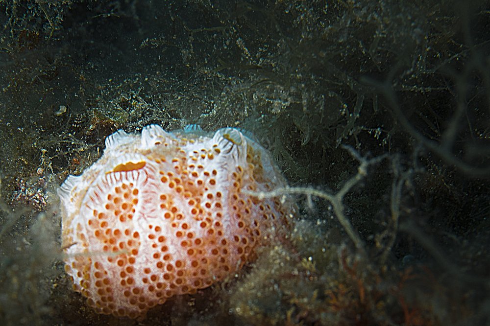 sveta marina